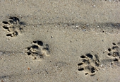 Glen-Footprints