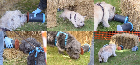 onze Glens in actie bij het 'Rat racing'